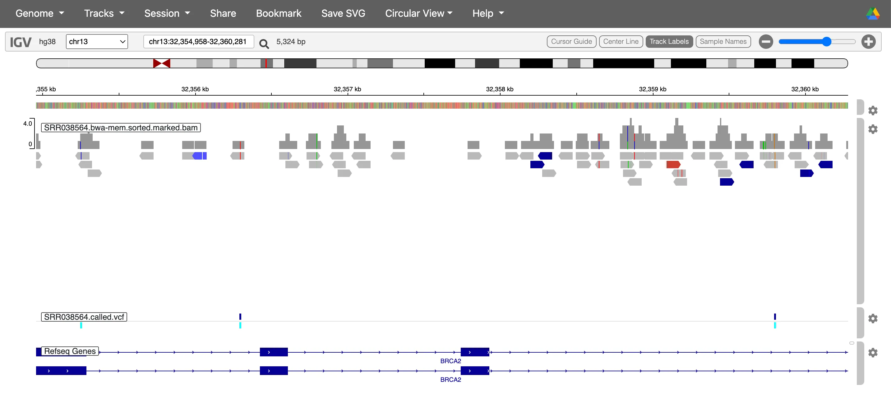 Zooming in on the BRCA2 gene in IGV